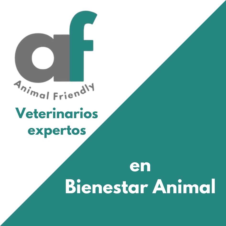 Animal Friendly médicos veterinarios. Cat Friendly