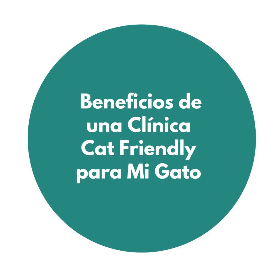 Beneficios de una Clínica Cat Friendly para Mi Gato. Animal Friendly médicos veterinarios