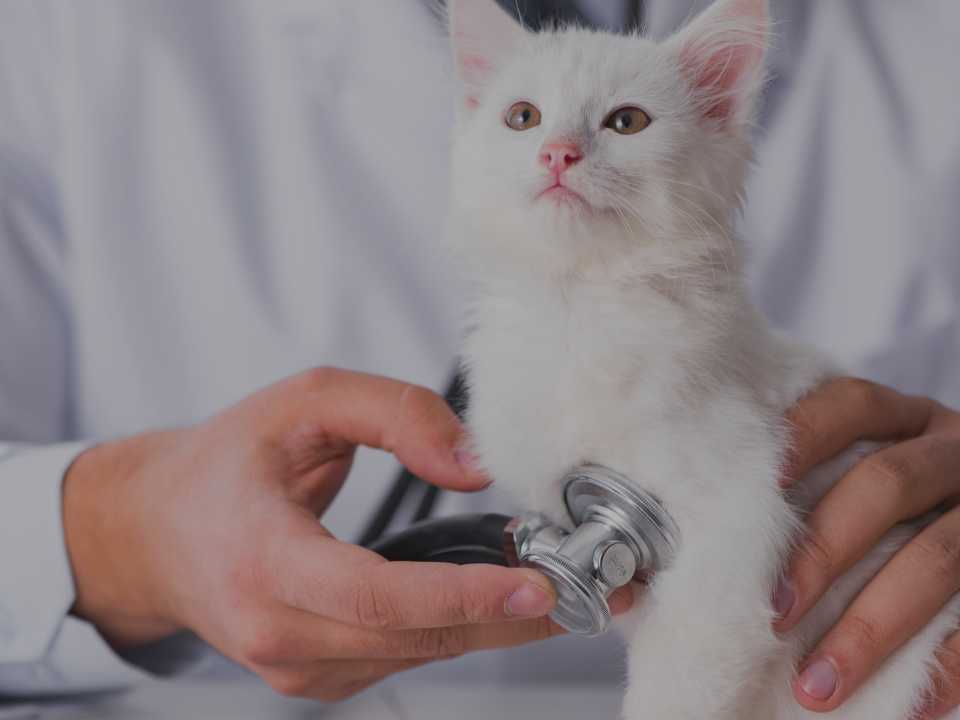 Kit para Clínicas Veterinarias